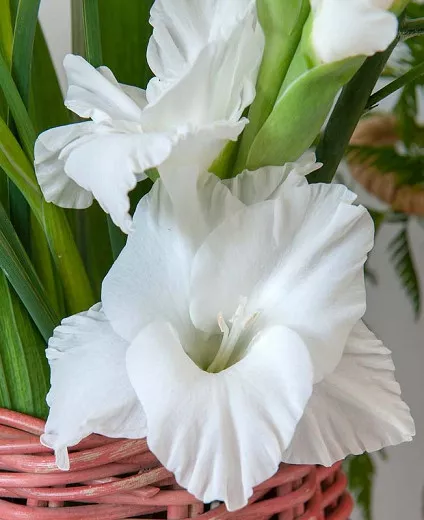 Gladiolus 'Alaska' (mečarska lilija)