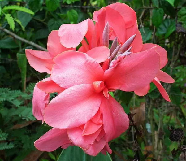Canna 'Pink Magic' (Canna Lily)