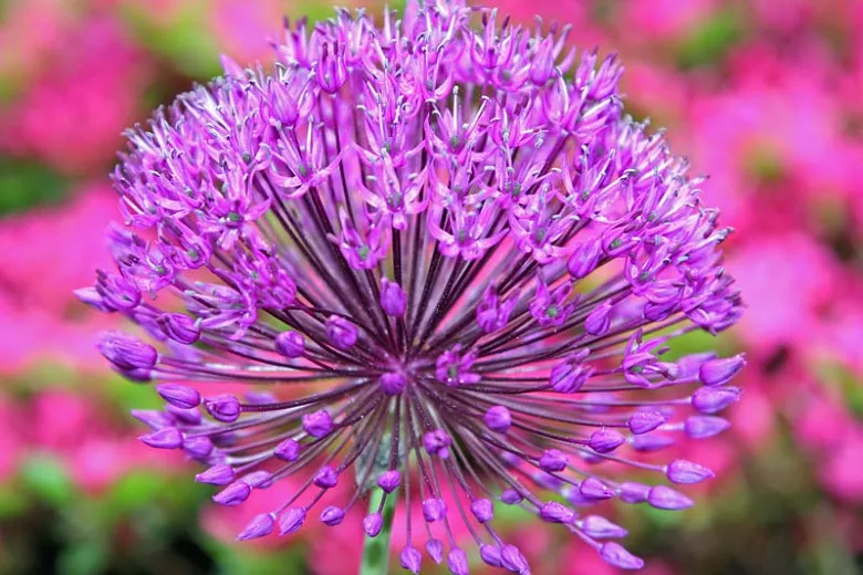 Allium hollandicum 'Purple Sensation' (okrasná cibuľa)