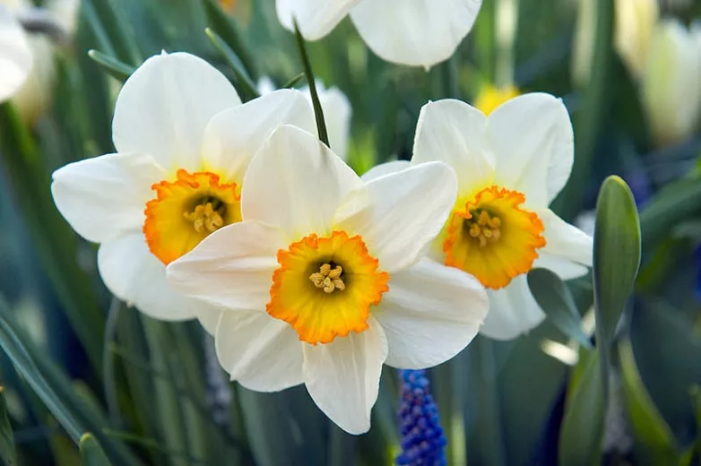 Narcis „Flower Record“ (narcis veľký)
