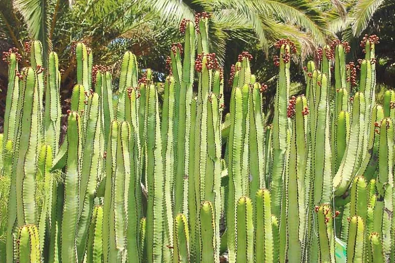 Euphorbia canariensis (カナリア島トウダイグサ)