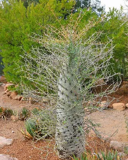 Fouquieria columnaris (strom Boojum)