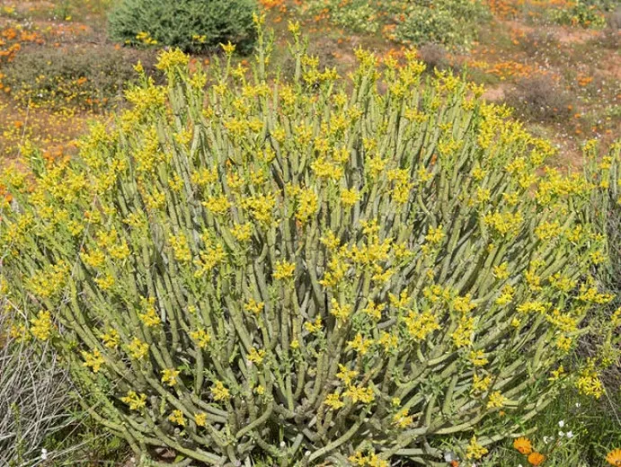 Euphorbia mauritanica (ceruzka mliečna)