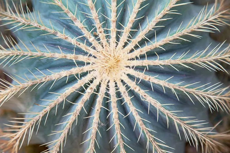 Ferocactus glaucescens (kaktus modrý sud)