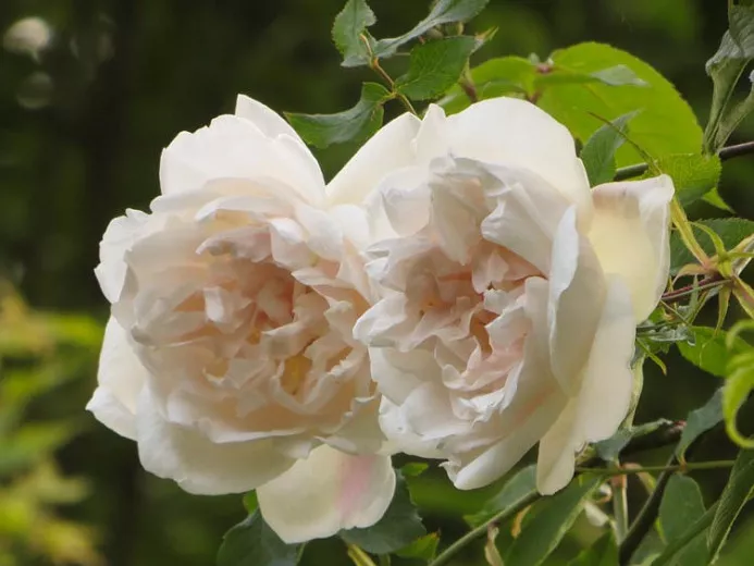 Rosa 'Madame Alfred Carriere' (Climbing Rose)