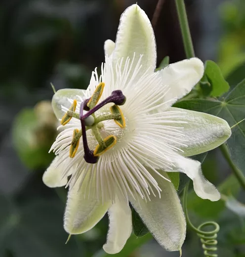Passiflora 'Biela svadba' (mučenka)