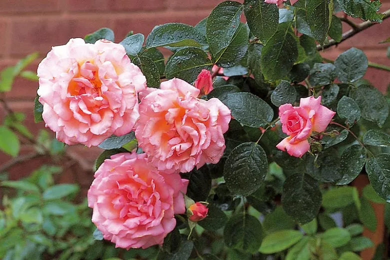 Rosa 'Compassion' (lezecká ruža)