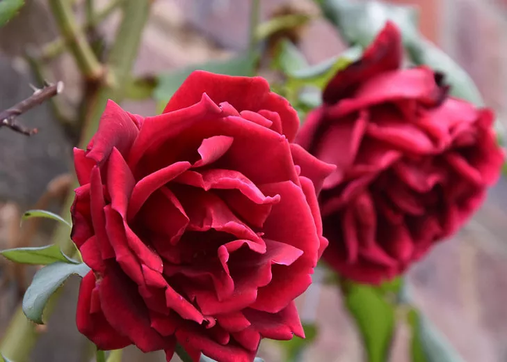 Rosa 'Crimson Glory' (Climbing Rose)