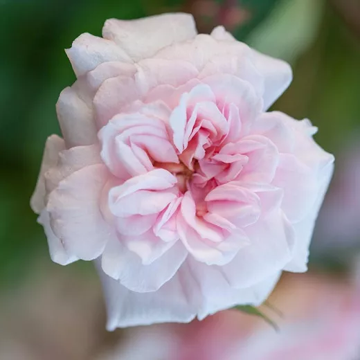 Rosa 'Cecile Brunner' (lezecká ruža)