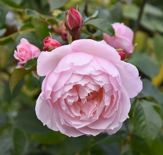 Rosa The Genous Gardener (anglicky Rose)