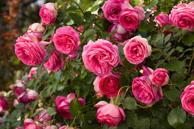 Rosa Pretty in Pink Eden® (klimroos)