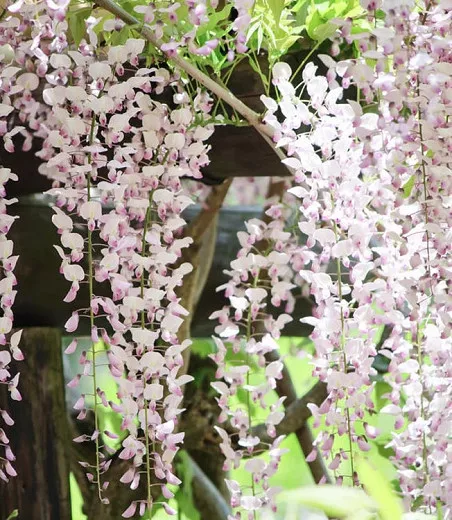 Wisteria floribunda 'Kuchi Beni' (japonská vistéria)