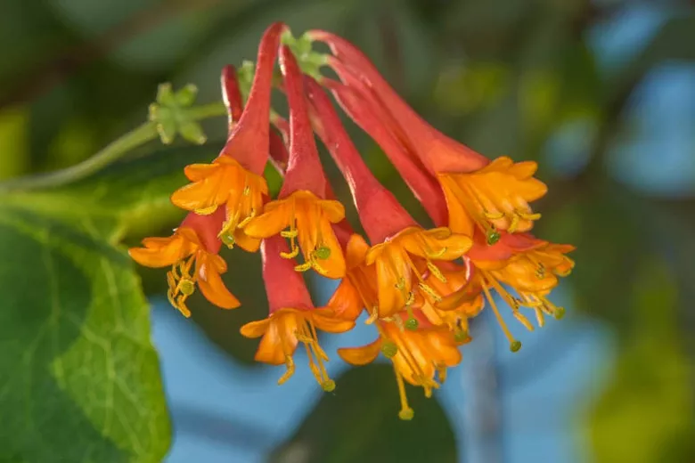 Lonicera × brownii 'Dropmore Scarlet' (Honeysuckle)