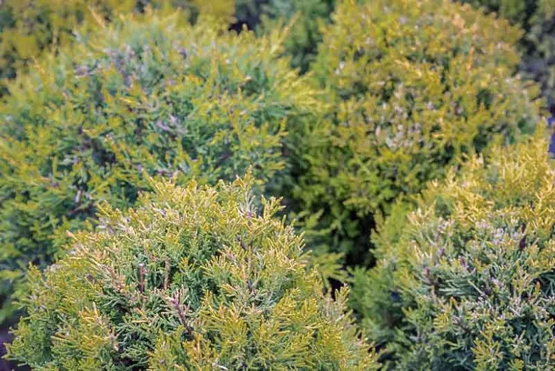 Cupressus macrocarpa 'Goldcrest' (cyprus Monterey)