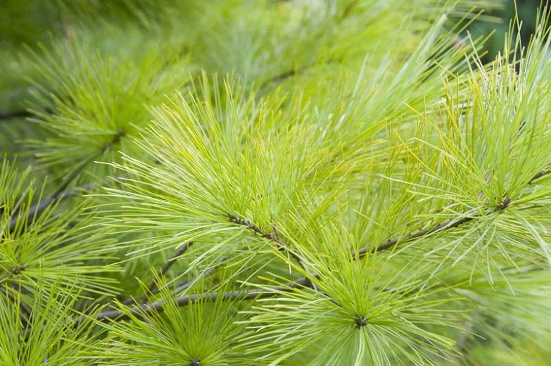 Pinus strobus 'Louie' (borovica východná biela)