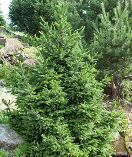 Picea abies 'Wills Zwerg' (smreka)