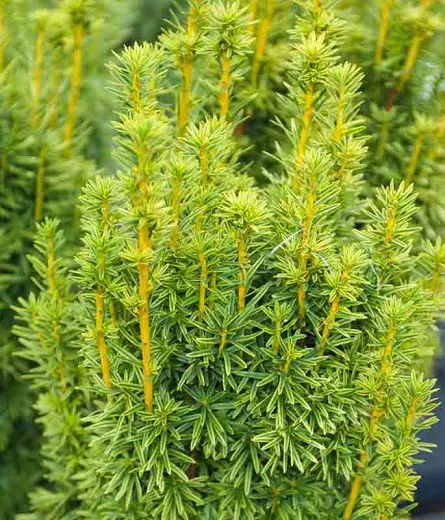 Taxus baccata 'David' (anglicky Yew)