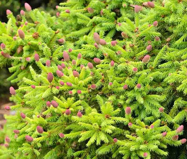 Picea abies 'Pusch' (ノルウェートウヒ)