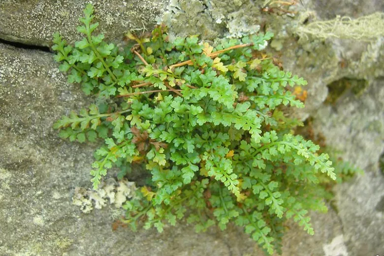 Asplenium montanum (Mountain Spleenwort)