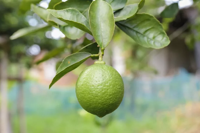 Citrus × latifolia 'Bearss Lime' (perzská limetka)