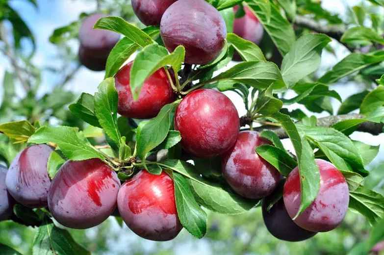 Prunus salicina 'Ozark Premier' (japonská slivka)