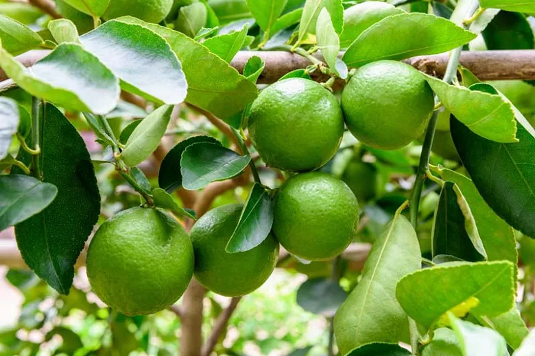 Citrus × latifolia (perzská limetka)