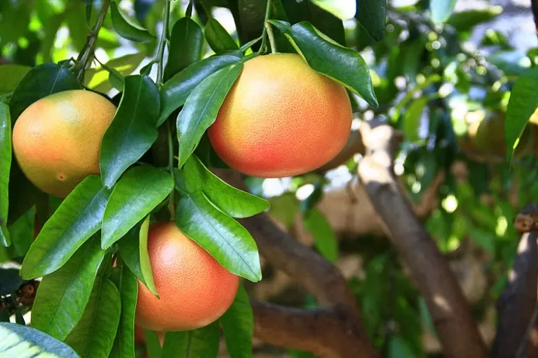 Citrus x paradisi (grapefruit)
