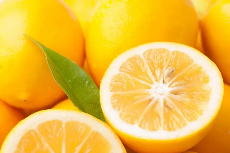 Citrus x limon 'Meyer' (マイヤーズレモン)