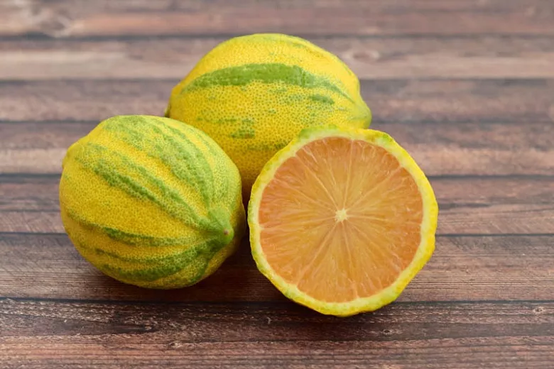 Citrus x limon 'Eureka Pink Variegated' (citrón)