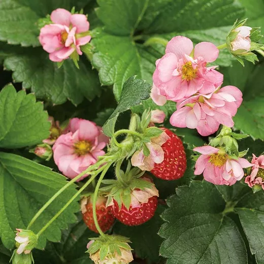 Fragaria × ananassa „Berried Treasure Pink“ (Everbearing Strawberry)