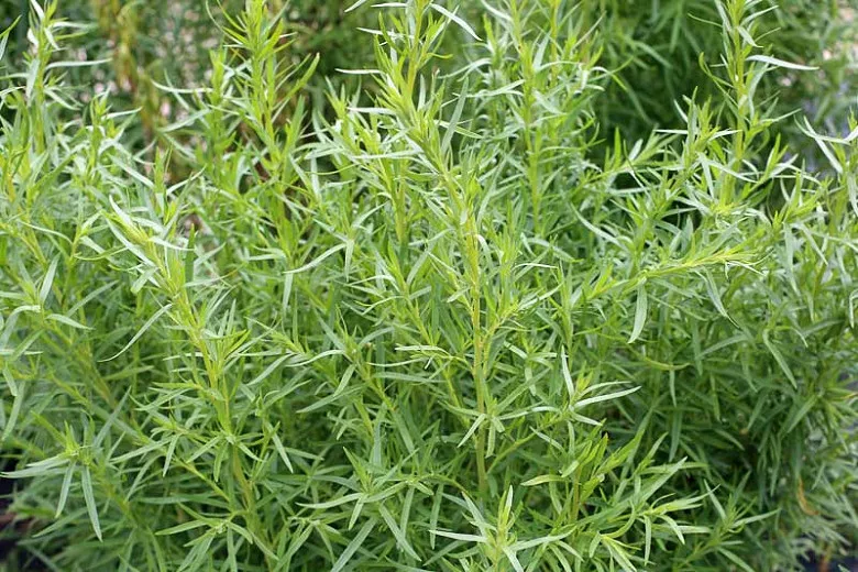Artemisia dracunculus (フレンチタラゴン)