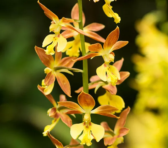 Calanthe 'Takane' (Otužilá orchidea)