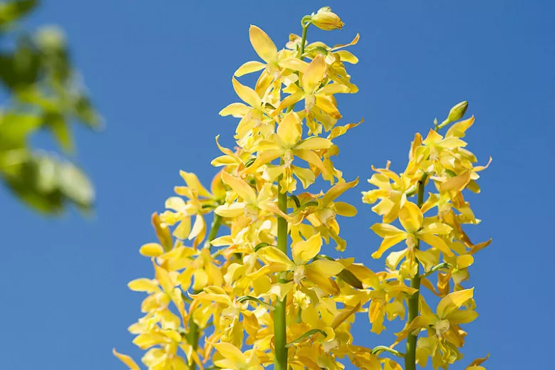 Calanthe sieboldii (otužilá japonská orchidea)