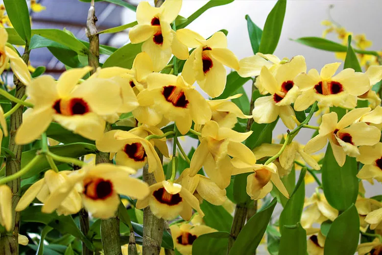 Dendrobium Gatton Sunray gx (orchidea)