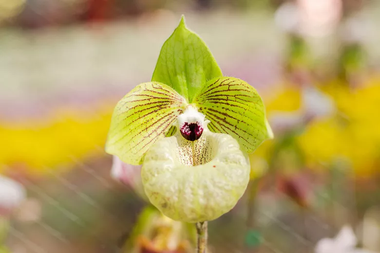 Paphiopedilum malipoense (orchidea papuča jadeitového)