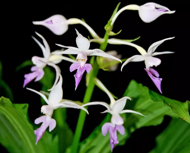 Calanthe reflexa (Odolná orchidea Calanthe)
