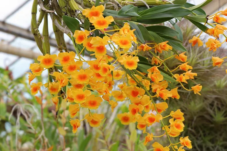 Dendrobium lindleyi (Lindley's Dendrobium)