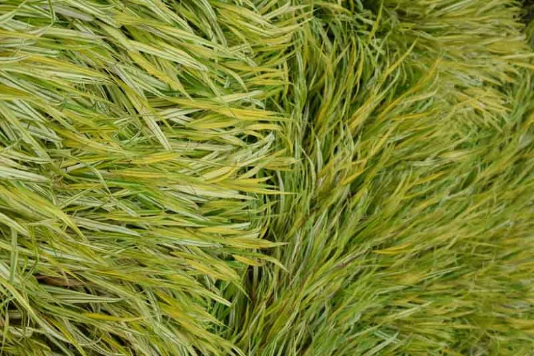 Hakonechloa macra 'Alboaurea' (Hakone Grass)