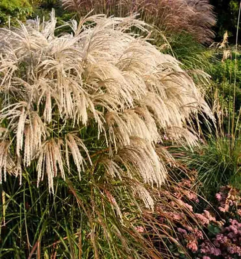 Miscanthus sinensis 'Kaskade' (العشب الفضي الصيني)