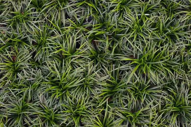 Ophiopogon japonicus 'Nana' (Mondo Grass)