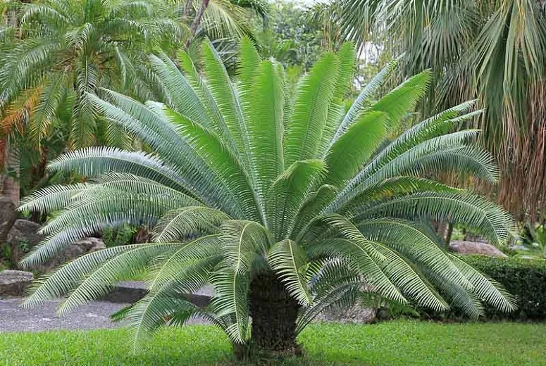 Dioon spinulosum (Giant Dioon)