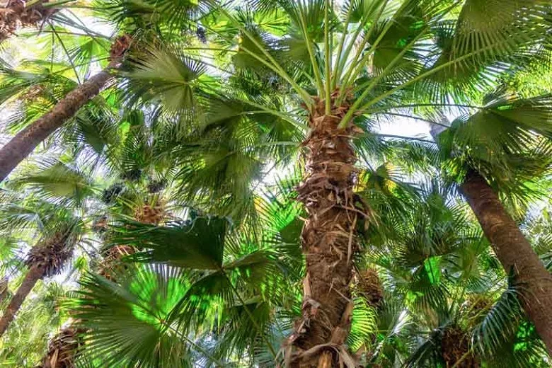 Brahea edulis (Guadalupe Palm)