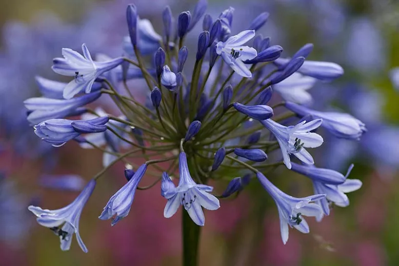 Agapanthus Doctor Brouwer (African Lily)