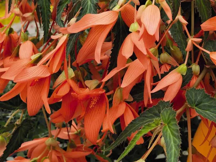 Begonia boliviensis 'San Francisco