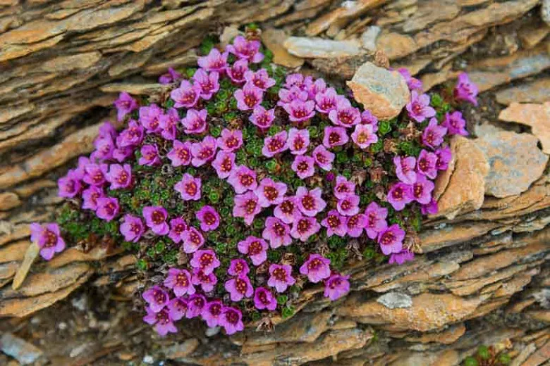 Saxifraga oppositifolia (lomikámen purpurový)