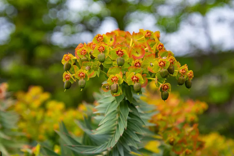 Euphorbia rigida (pryšec myrtový)