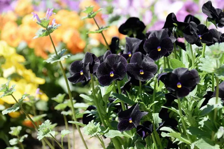 Viola cornuta 'Blackout' (Horned Violet)