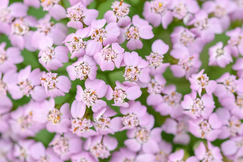 Achilea millefolium 'Lilac Beauty' (ヤロー)