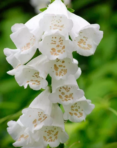 Digitalis purpurea 'Camelot White' (Common Foxglove)