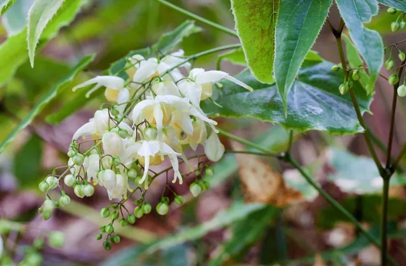 Epimedium wushanense (Barrenwort)